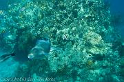 BVI Diving-0018